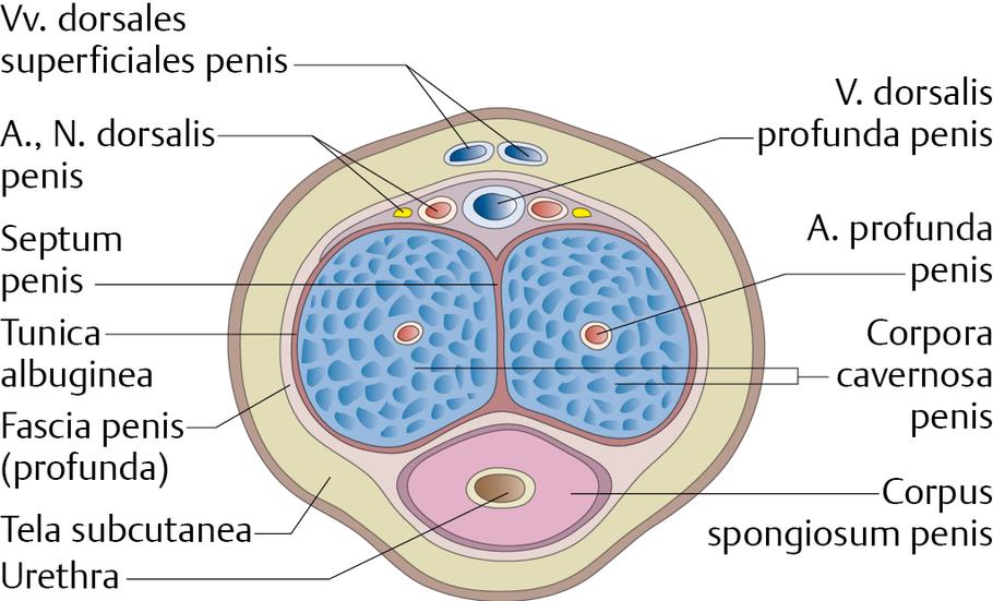 Cetosis profunda